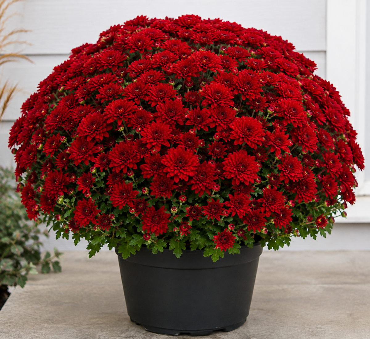 MUMS FALL FUNDRAISER 2026 supporting SLC