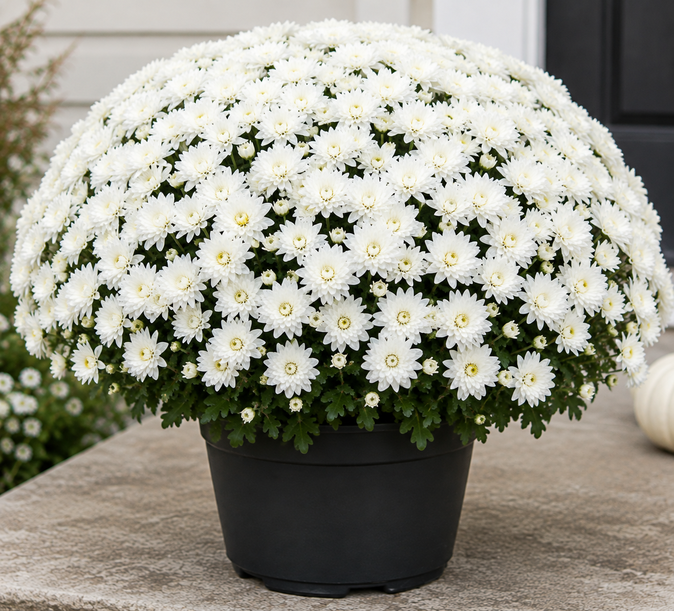 MUMS FALL FUNDRAISER 2026 supporting SLC